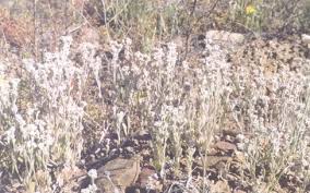 Image result for Vellereophyton dealbatum