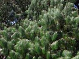 Image result for Dolichos pseudocajanus