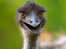 Emus grow to almost two metres and can run at nearly 50 kph. Emus Nature And Wildlife Victoria Australia