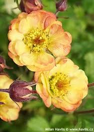 Image result for Exacum zombense