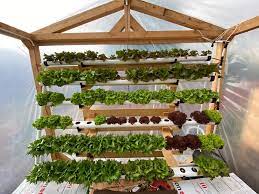 Coltivazione Idroponica Growrilla Hydroponics