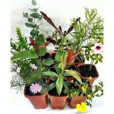 70mm Assorted Bilby Tube Stock Range Jardineria En Macetas Jardineria Macetas