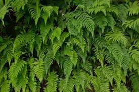 We did not find results for: Types Of Fern Plants What Are Some Popular Kinds Of Ferns