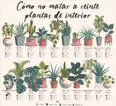 Como No Matar 20 Plantas De Interior Jade Plants Spider Plants Plants