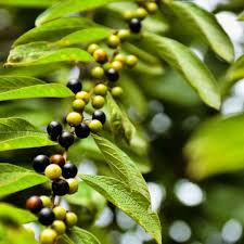 Image result for Anisophyllea boehmii