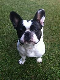 French bulldogs, predicted soon to become the most popular dog breed in the uk, are vulnerable to a number of health conditions, according to a new study researchers at the royal veterinary college (rvc), uk found that the most common issues in french bulldogs over a one year period were ear. New Study Looks At Health Problems Of French Bulldogs Face Foundation Blog