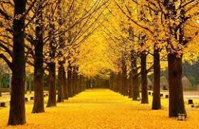 Wisata Korea Selatan Pulau Nami Pemandangan Korea Selatan Dunia