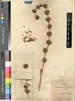 Image result for Oreobambos