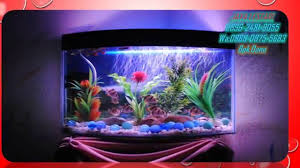 Jenis jenis aquarium yang ada di pasaran. 0896 2481 9055 Tri Harga Aquarium Rawamangun Jual Aquarium Rawamangun Youtube