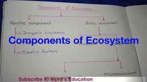 Components Of Ecosystem Part 1 Represent As A Chart Diagram Described In Bengali Language