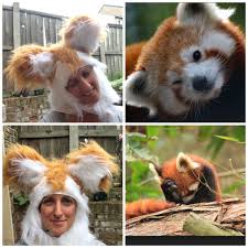 What Animal Is Master Shifu In Kung Fu Panda Sewing The Kung Fu Panda Costumes Master Shifu Panda Costumes Kung Fu Panda Costume Kung Fu Panda