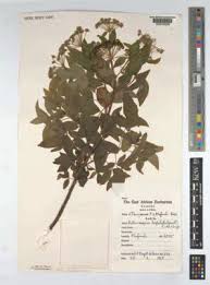 Image result for Heteromorpha stenophylla