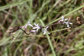 Image result for Cyphia