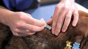 A second monthly dose may be required in some dogs. Applying A Spot On Treatment To Your Pet Reservoir Vet Clinic Youtube