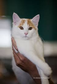 S Arvani S Sahara Hotnight Turkish Van Aka Yaya Turkish Van Cats Angora Cats Cat Having Kittens