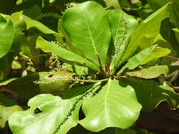 Image result for Terminalia kilimandscharica