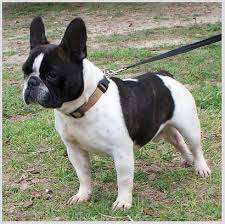 Frenchton French Bulldog Boston Terrier Mix Info Temperament Puppies Pictures Frenchton Dog Boston Terrier Dog Breeds