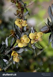 Image result for Berberis verruculosa