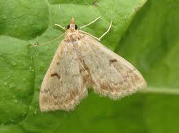 Image result for Anania perlucidalis