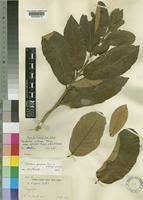Image result for Combretum collinum