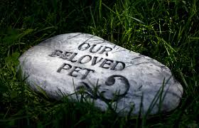 Give him the power to watch over our animal friends until they are safely with you in eternity, where we someday hope to join them in giving you honor forever. Bible Passages For When A Pet Dies Lovetoknow