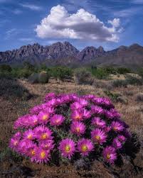 Everything Las Cruces, NM