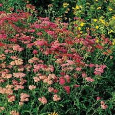 Paprika Yarrow Achillea High Country Gardens