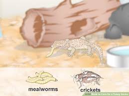 3 Ways To Care For A Tokay Gecko Wikihow