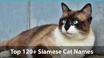 Siamese Cat Names - Over 500 Great Ideas for Naming Your ...