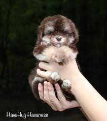 Puppies For Sale Havahug Havanese Puppies Havanese Puppies Havanese Puppies For Sale Havanese Dogs