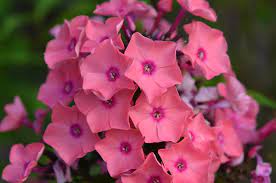 Check spelling or type a new query. Mt Cuba Center Phlox Paniculata Ditomdre Coral Creme Drop Mt Cuba Center