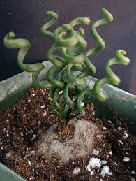 Image result for Albuca