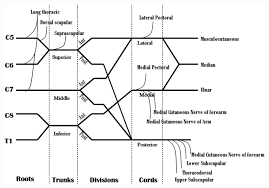 electrodiagnosis in traumatic brachial plexus injury