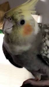 Lost Cockatiel Parrot Bird Van Nuys Los Angeles California Ca United States L39049 Find Pets Pet Dogs Pets