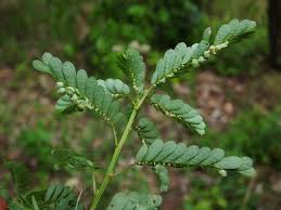 Image result for Phyllanthus amarus