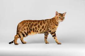 60 Cute Bengal Cats And Kittens Segerios Com