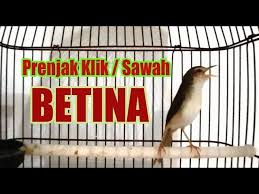 Download audio & vidio mengunakan situs. Download Suara Burung Klik Klik Betina Mp3 Mp4 3gp Flv Download Lagu Mp3 Gratis
