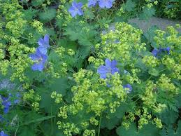 Image result for Alchemilla johnstonii