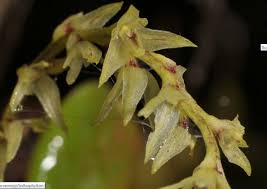 Image result for Bulbophyllum humblotii