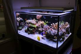 Rimless Aquarium Club Page 19 Reef Central Online Community Aquarium Reef Aquarium Saltwater Aquarium Setup