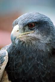 The Blue Eagle Ravenclaw Aesthetic Eagles Animals Beautiful