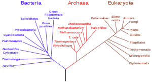 Domain Biology Wikipedia