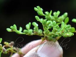 Image result for Polycarpaea prostratum