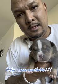 Merle Dog Tennessee Elite Mobile Home