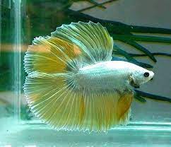 hmdt yellow dragon betta fish fish underwater creatures
