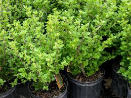 It tolerates a wide range of soil and light conditions. Live Swelling With Their Own Hands What To Plant Positive Moments Using Streams For Bushes Characteristics Of Alive Hedge