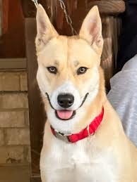 Carolina Dog Association