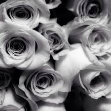 Reimagined for a four seasons experience in the sky like never before, the new jet offers an even more modern, enriching and interactive flight experience. Four Seasons Flowers And Design Closed 63 Photos 60 Reviews Florists 13713 Moorpark St Sherman Oaks Ca Phone Number Products Yelp