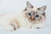 Top 10 Fluffy Cat Breeds - Care