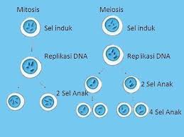 Pengertian Proses Dan Tujuan Pembelahan Mitosis Meiosis